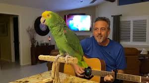 A Guitarist and His Singing Parrot Are Winning Hearts Online