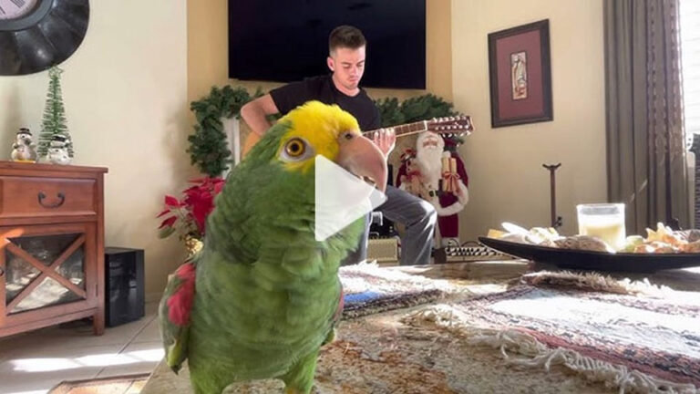 A Singing Parrot’s Cover of a Popular Song Is Drawing Attention Online