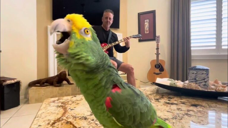 A Guitarist and His Parrot Share an Unusual Musical Partnership