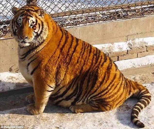 A Zoo Caretaker’s Unexpected Challenge With a Pregnant Tiger